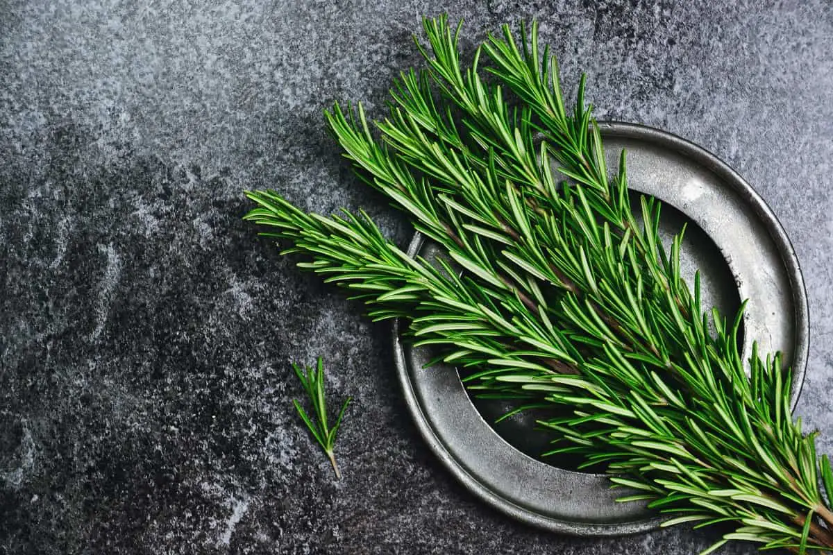 Spiritual Meaning Of Rosemary