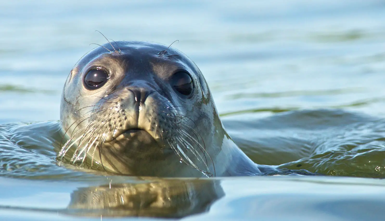 Spiritual Meaning Of Seal In Dreams