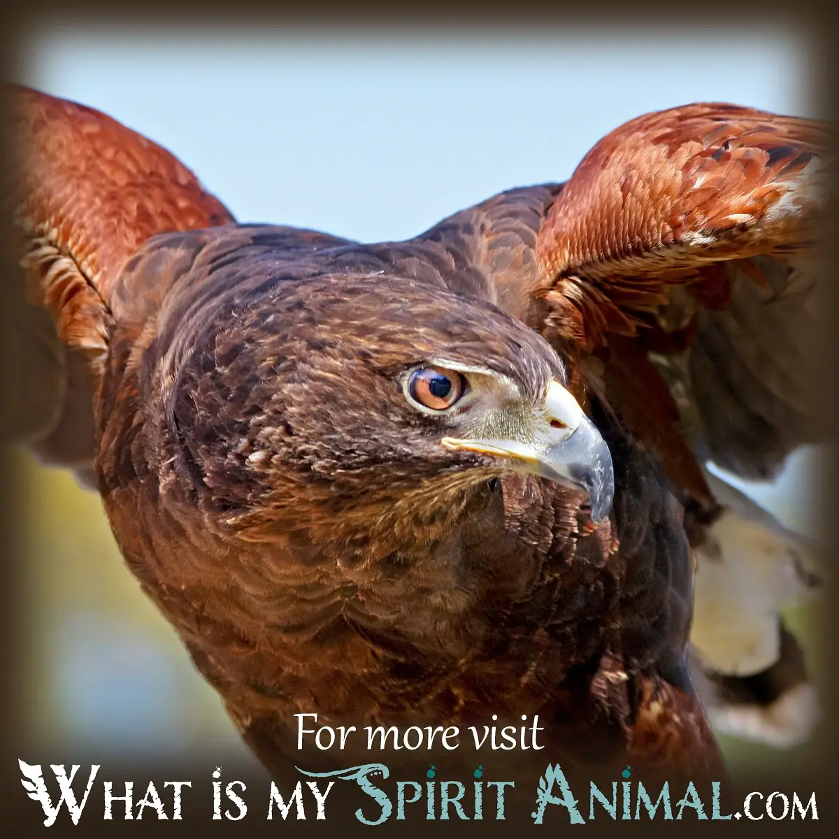 Spiritual Significance Of Hawk Dream