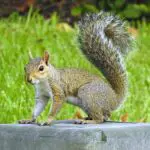 Squirrel: Uncovering the Spiritual and Dream Meaning of this Furry Friend
