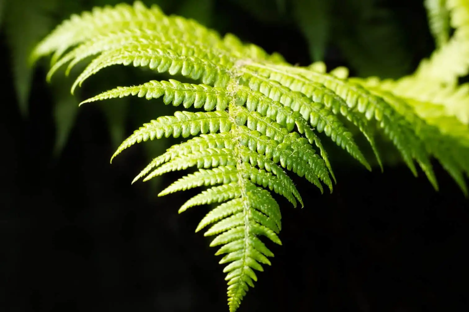 Symbolic Meaning Of Ferns