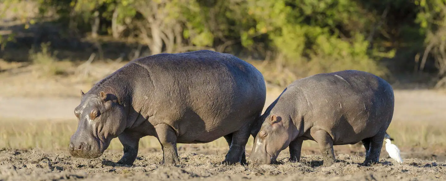 Symbolic Meaning Of Hippos