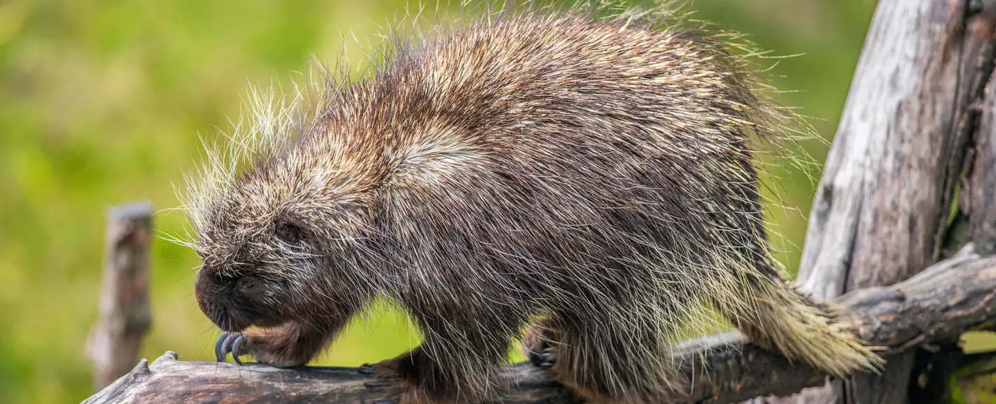 Symbolic Meaning Of Porcupine
