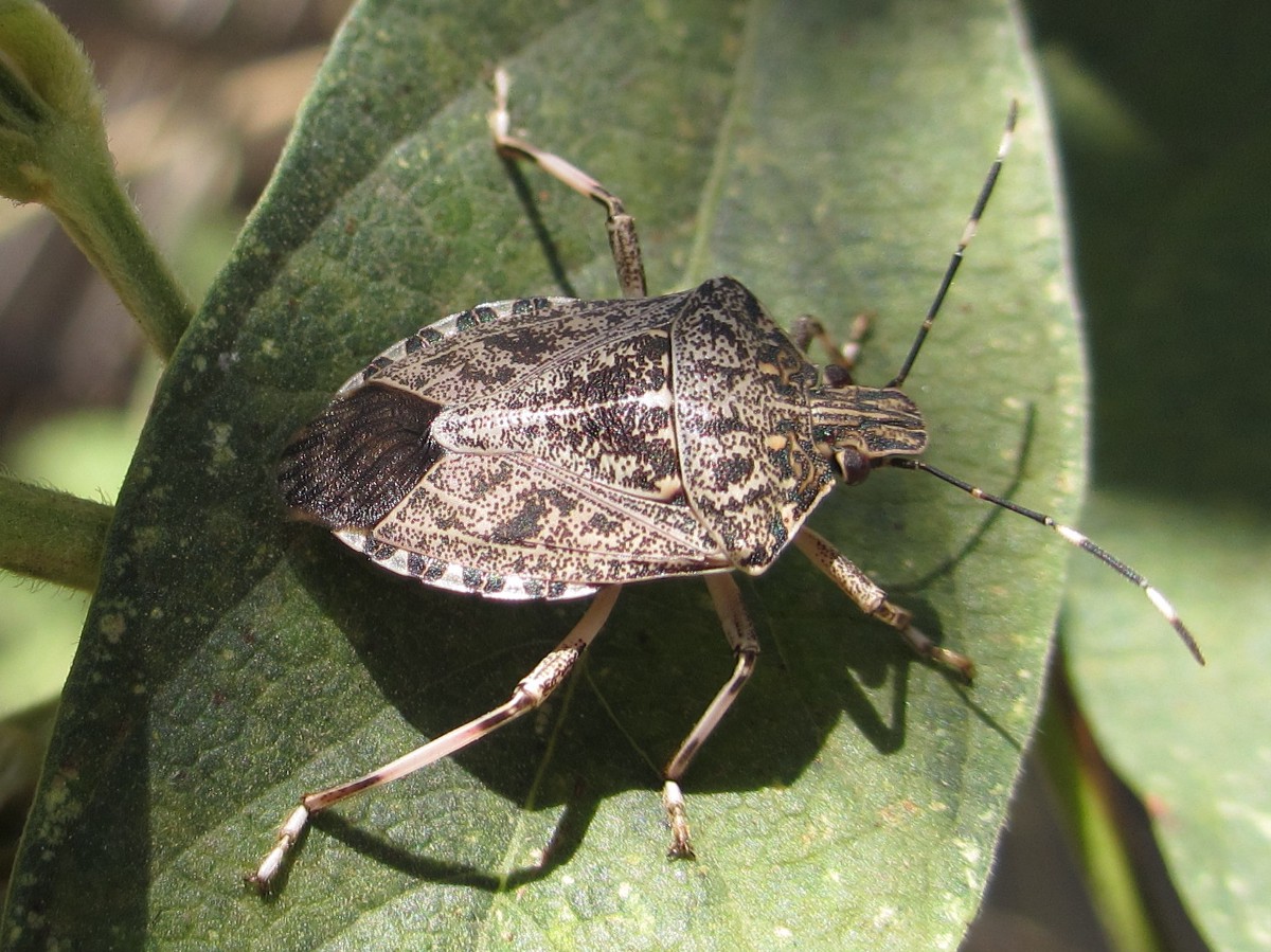 Symbolic Meaning Of Stink Bugs