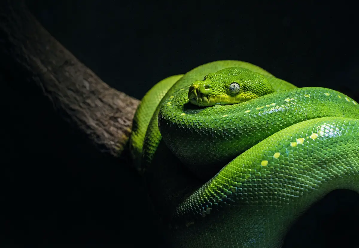 Symbolism Of A Big Snake Python