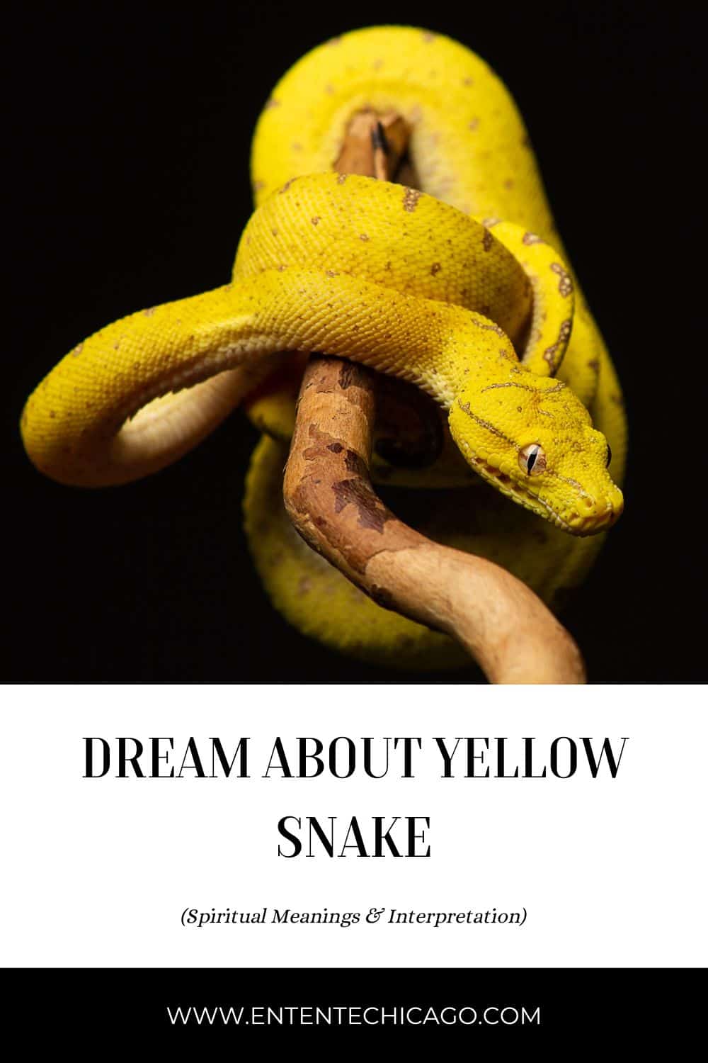 Symbolism Of A Python