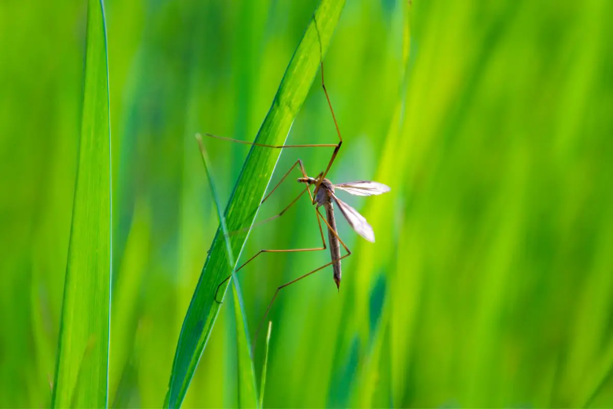 Symbolism Of Mosquitoes