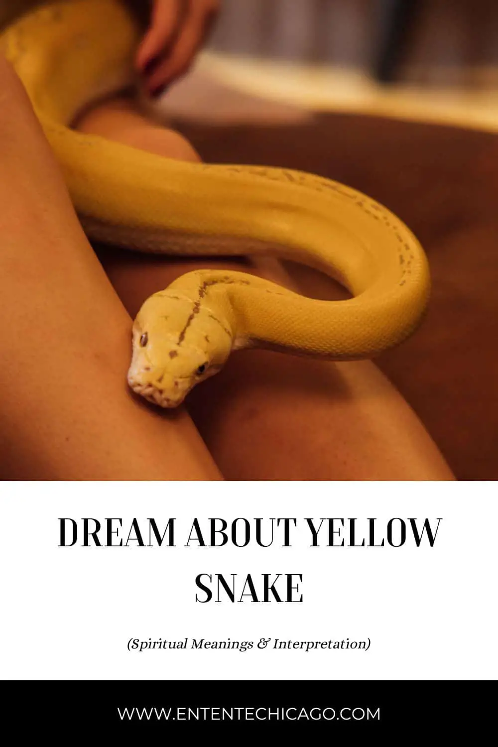 Symbolism Of Orange Snake Dreams