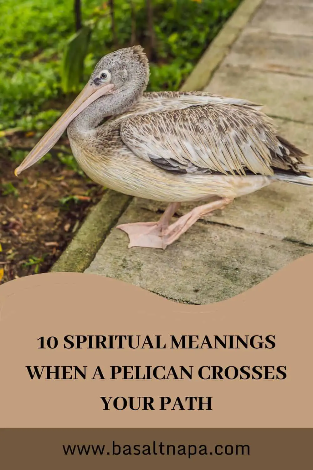 Symbolism Of The Pelican