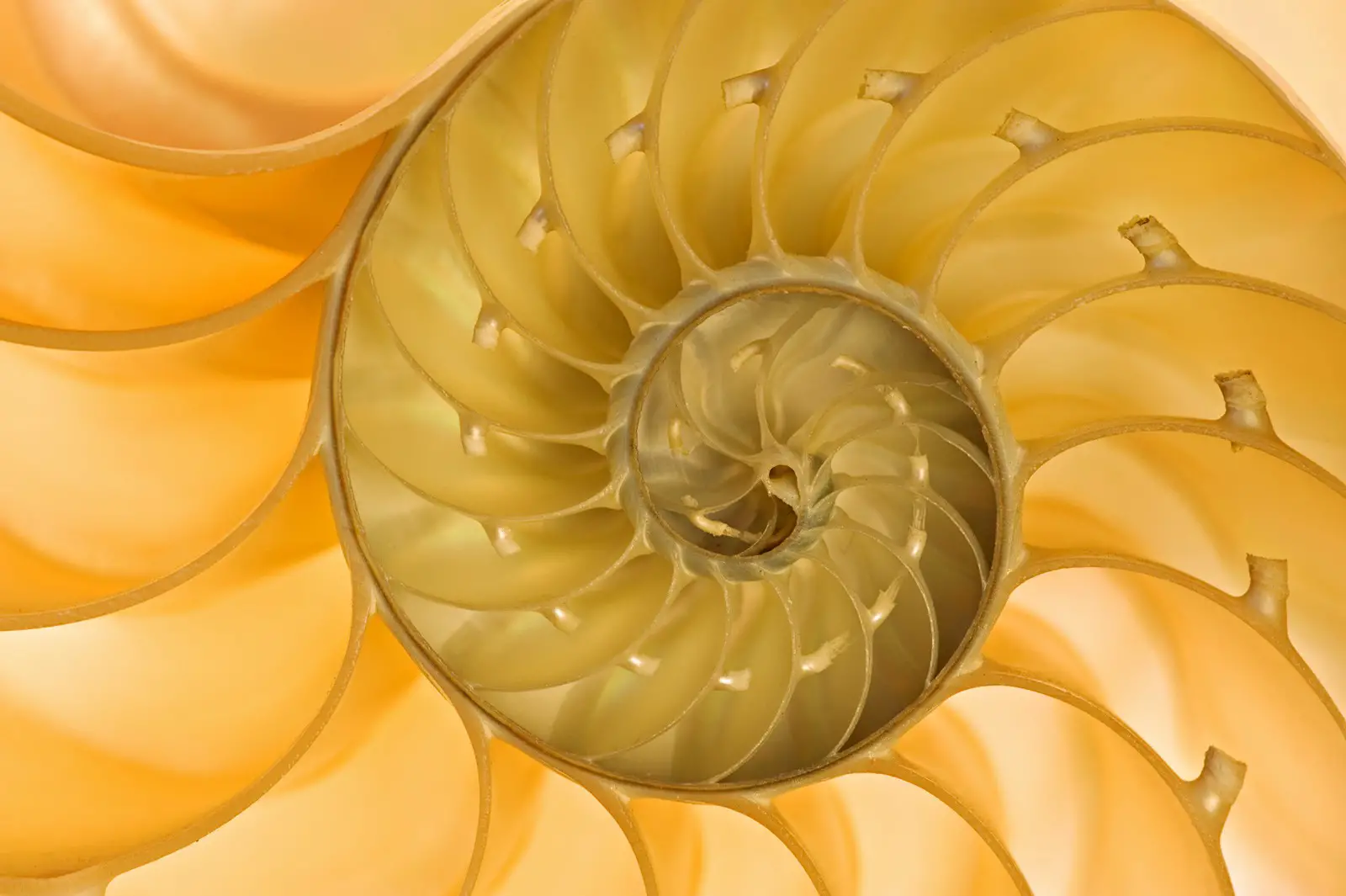 The Ancient Symbolism Of Spirals