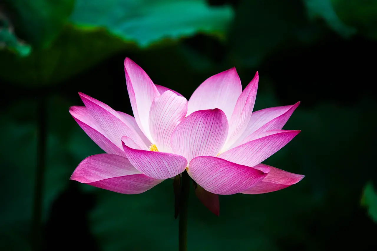 The Colors Of Lotus Flowers