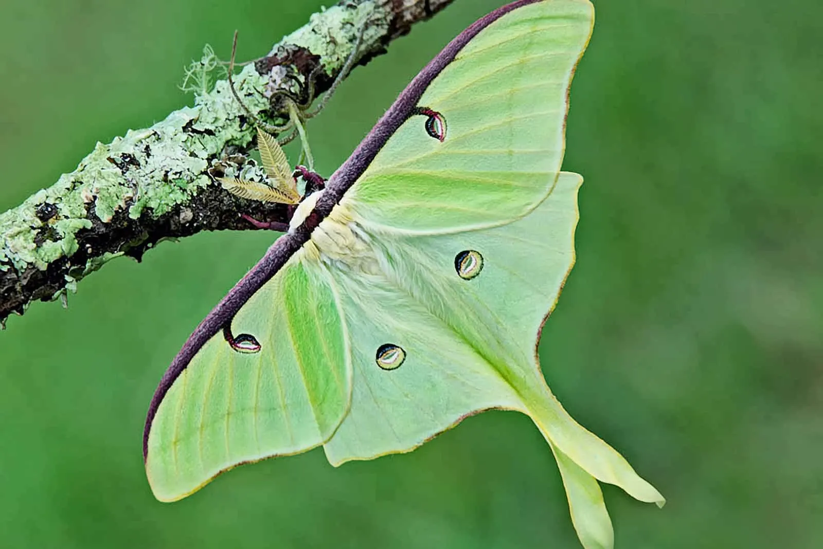 The Hindu Perspective On The Luna Moth