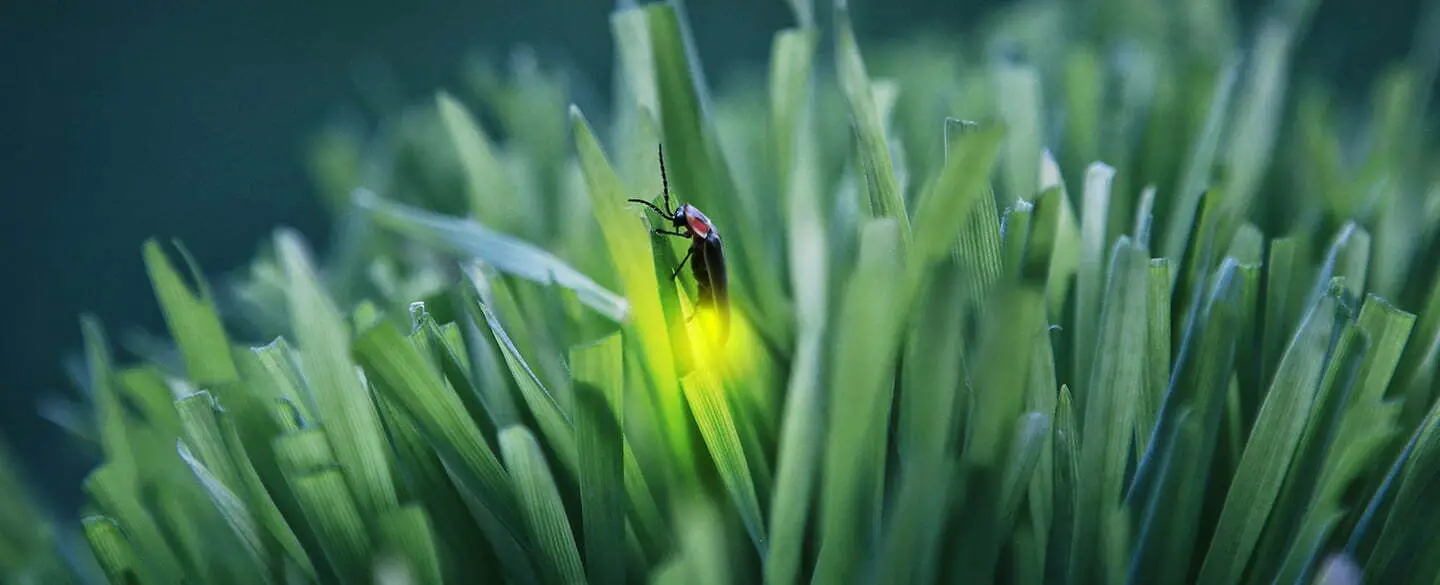 The Meaning Of Lightning Bugs In Dreams