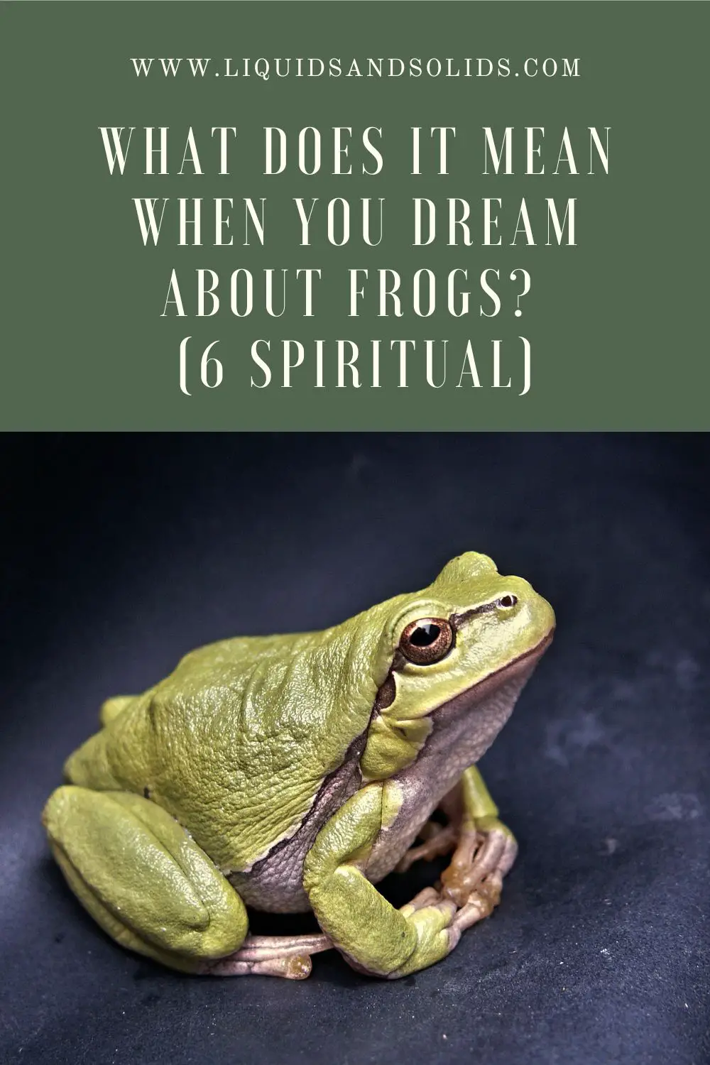 The Spiritual Meaning Of Toads