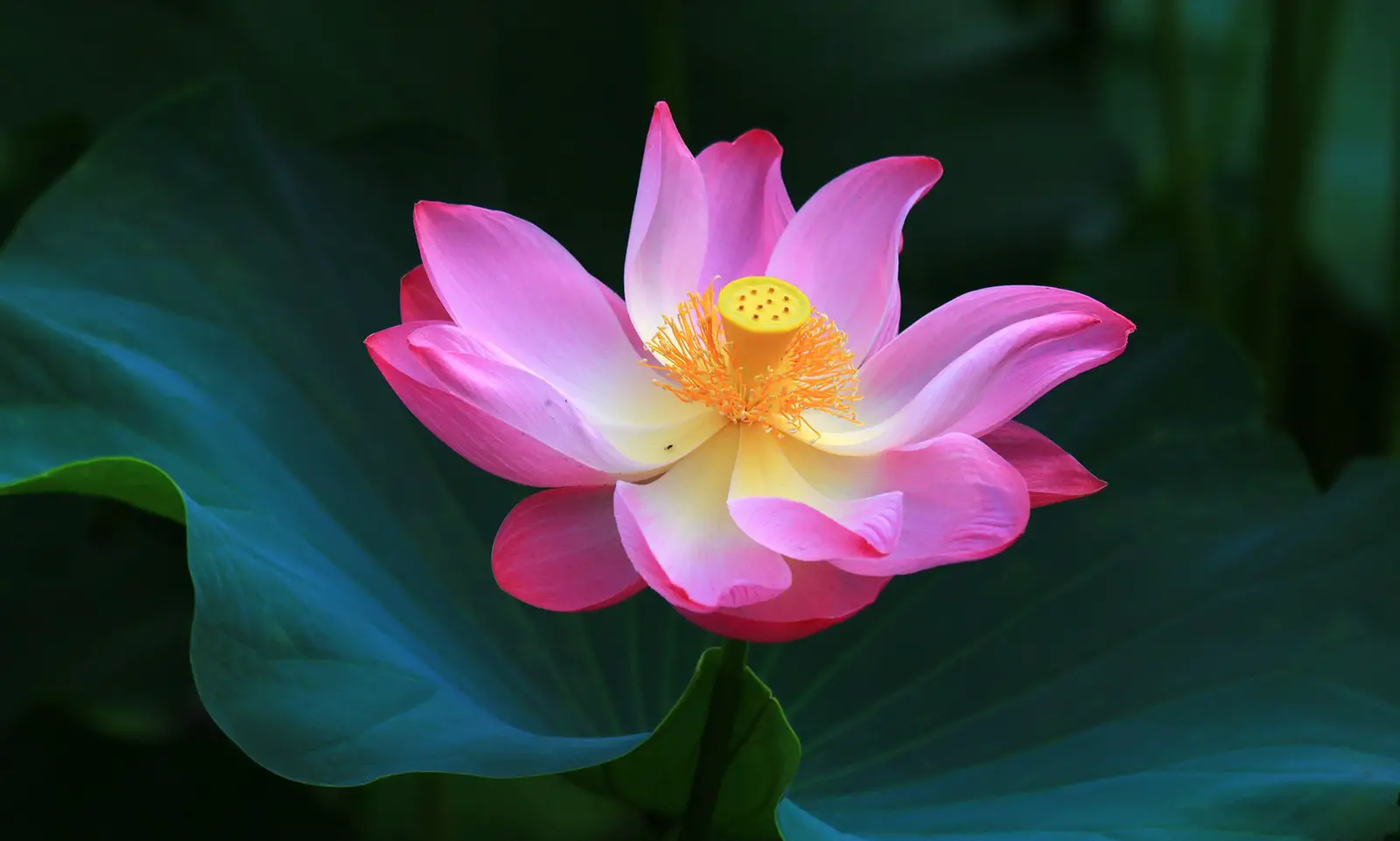 The Symbolism Of Lotus Flower