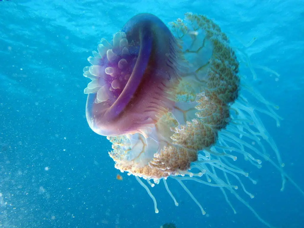 Traditional Interpretations Of Jellyfish Dreams