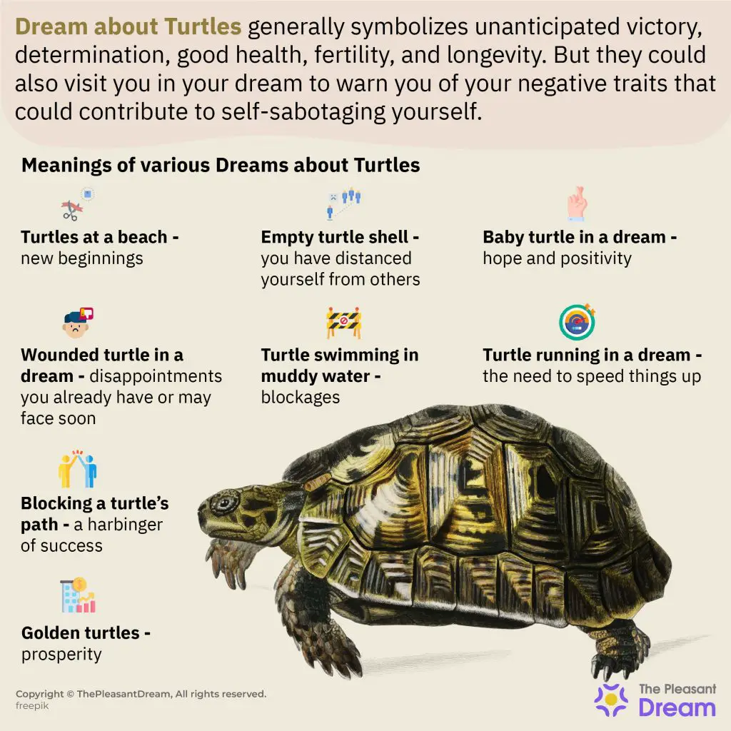 Turtle Dream Meaning