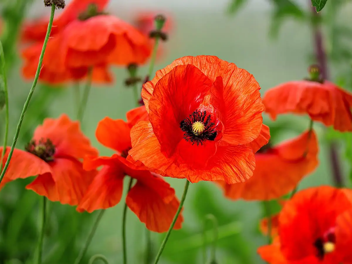 Uses And Benefits Of Poppy Flower