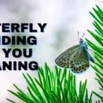 Unlock the Spiritual Meaning of a Butterfly Landing on You in Your Dreams