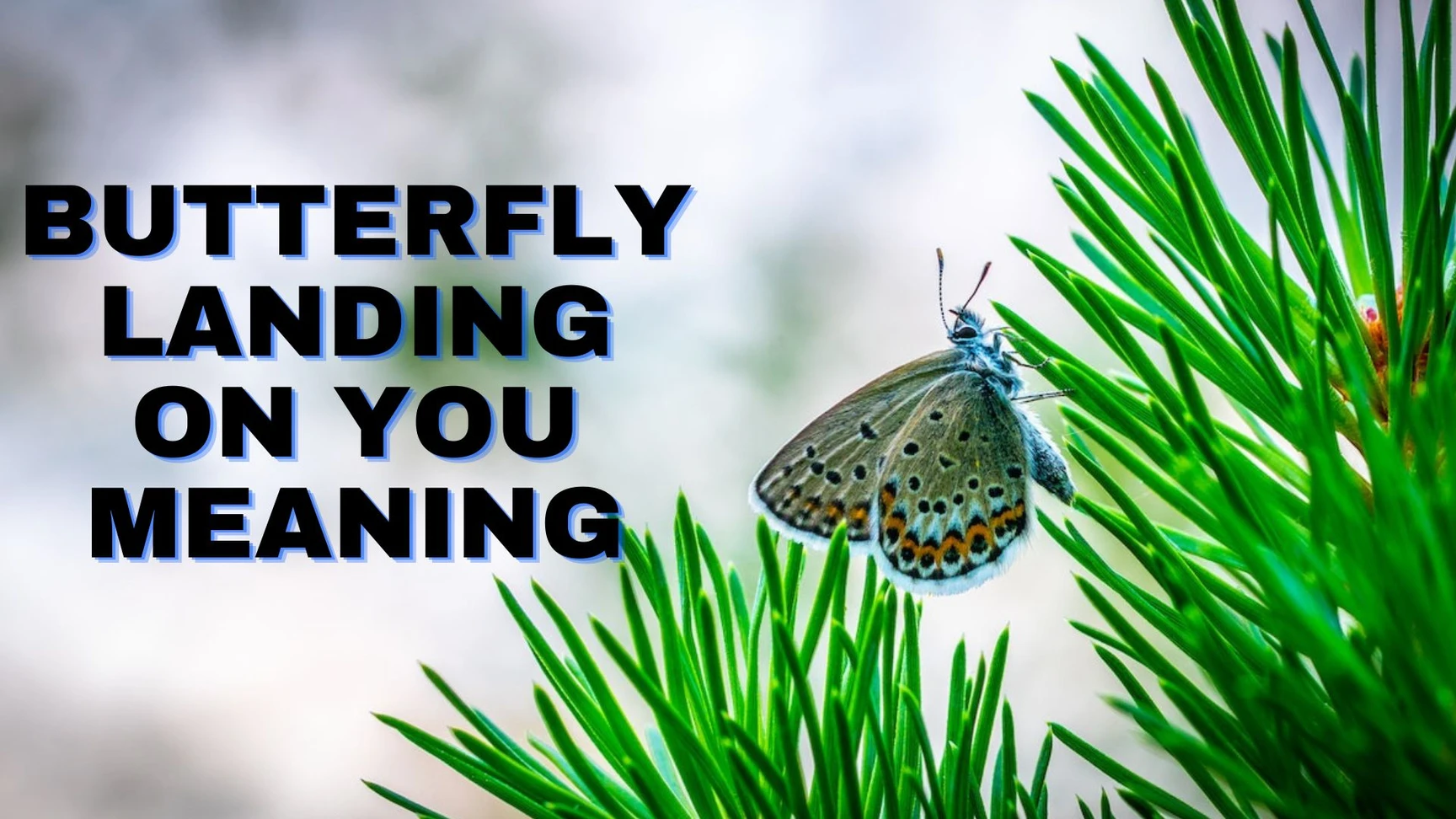 What Are The Spiritual Meanings Of A Butterfly Landing On You?