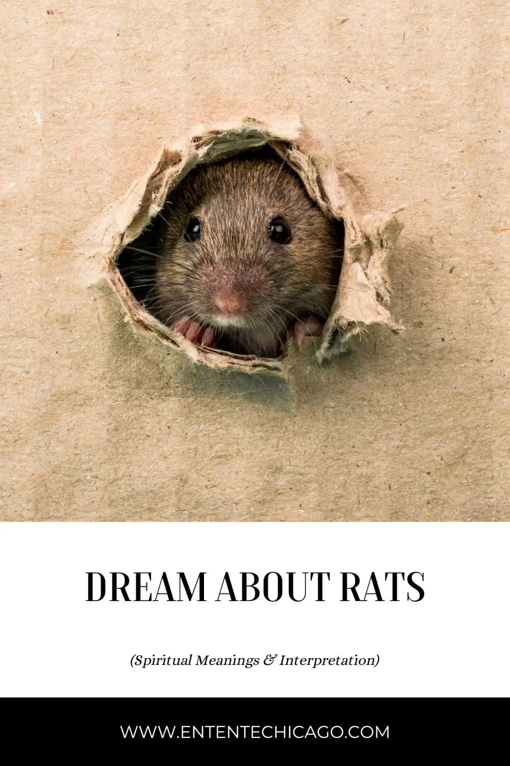 What Could Be The Spiritual Significance Of Seeing A Rat In Your House?