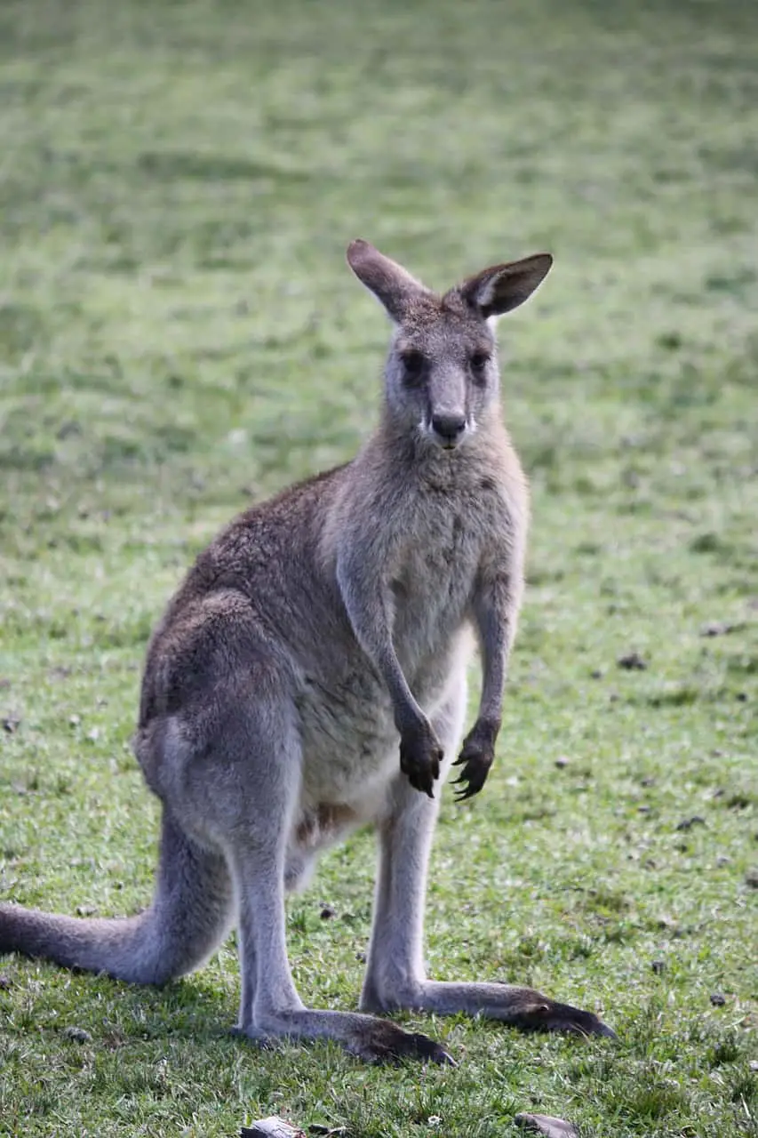 What Do Dreams About Kangaroos Mean For A Person’S Life?