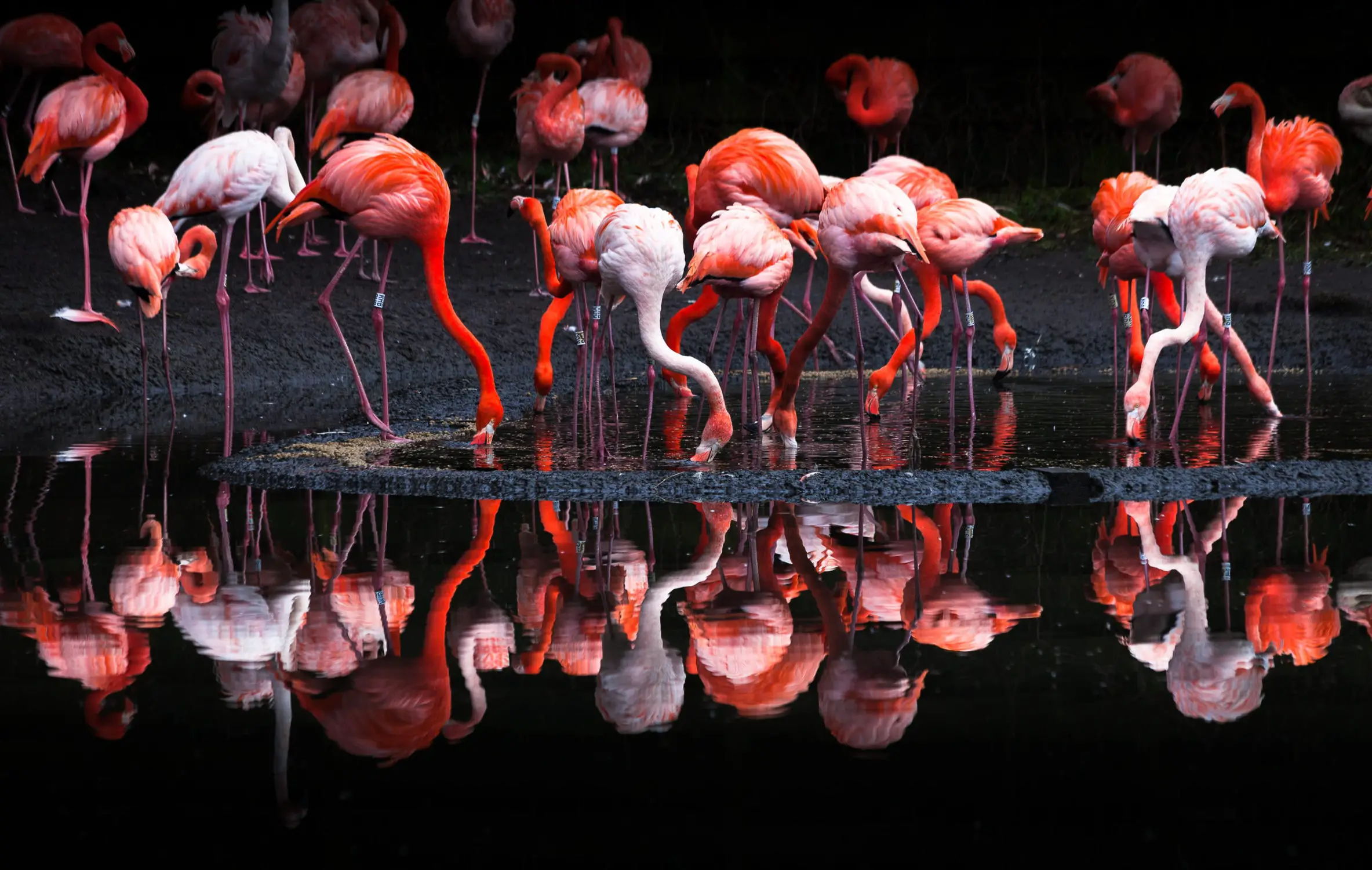 What Does A Flamingo Symbolize In A Spiritual Context?