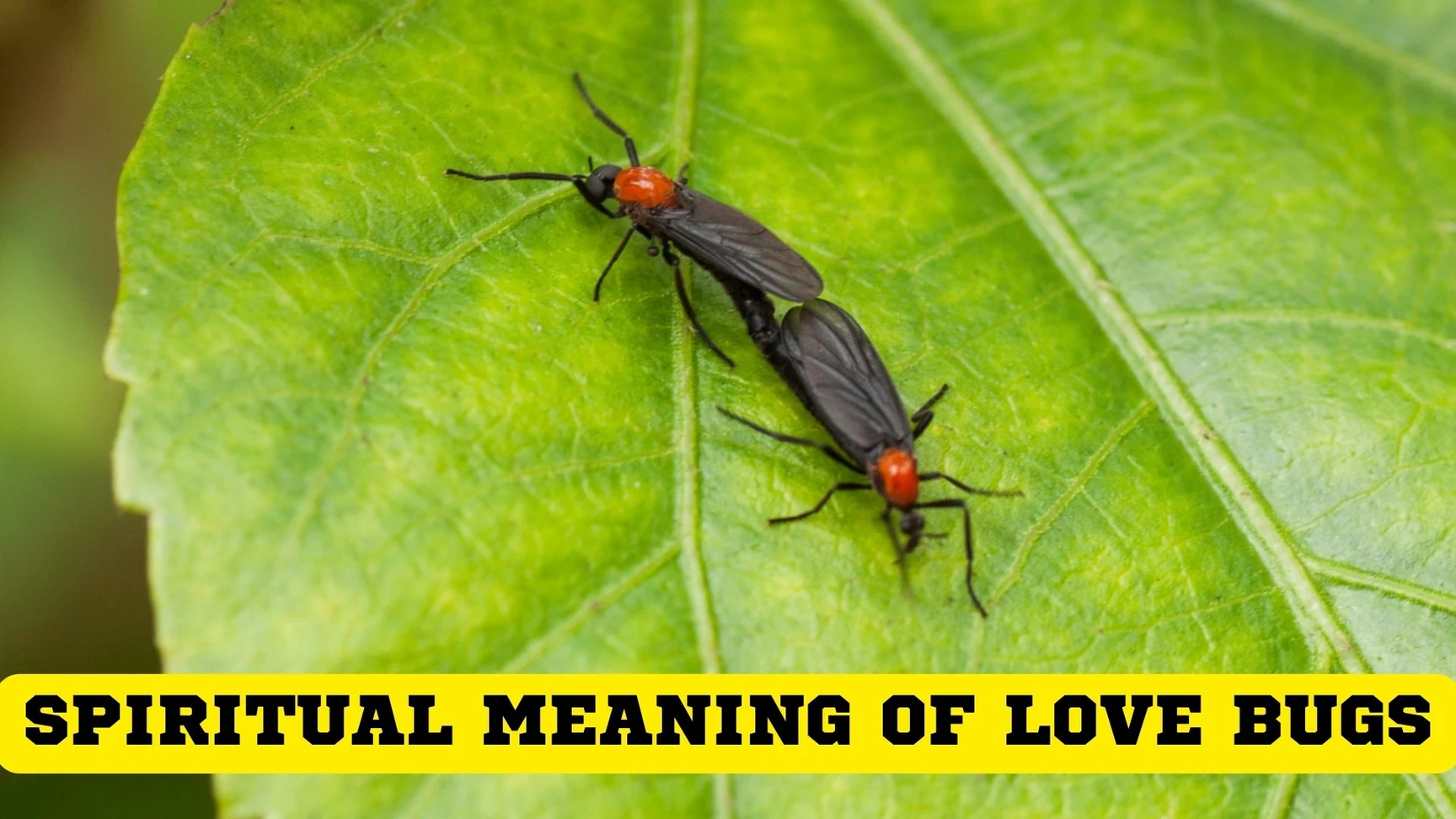 What Does A Lovebug Symbolize?
