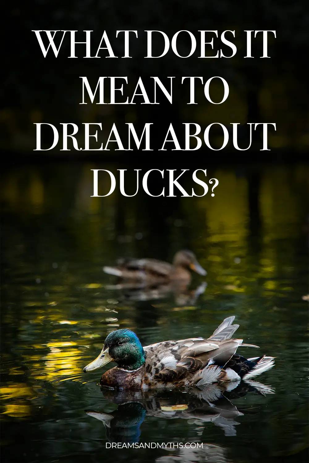What Does It Mean To Dream About Ducks