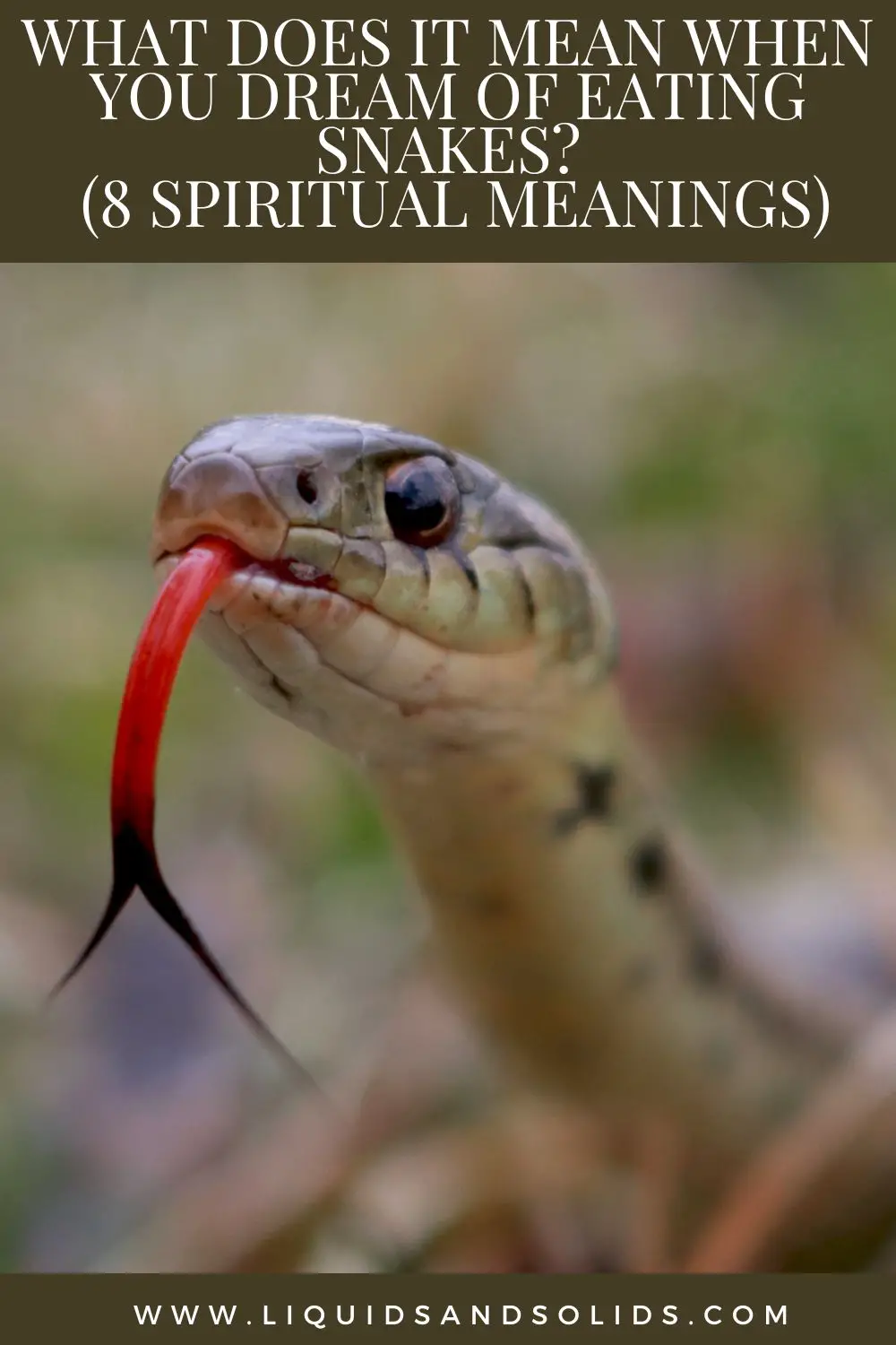 What Does It Mean To Dream About Eating A Snake?