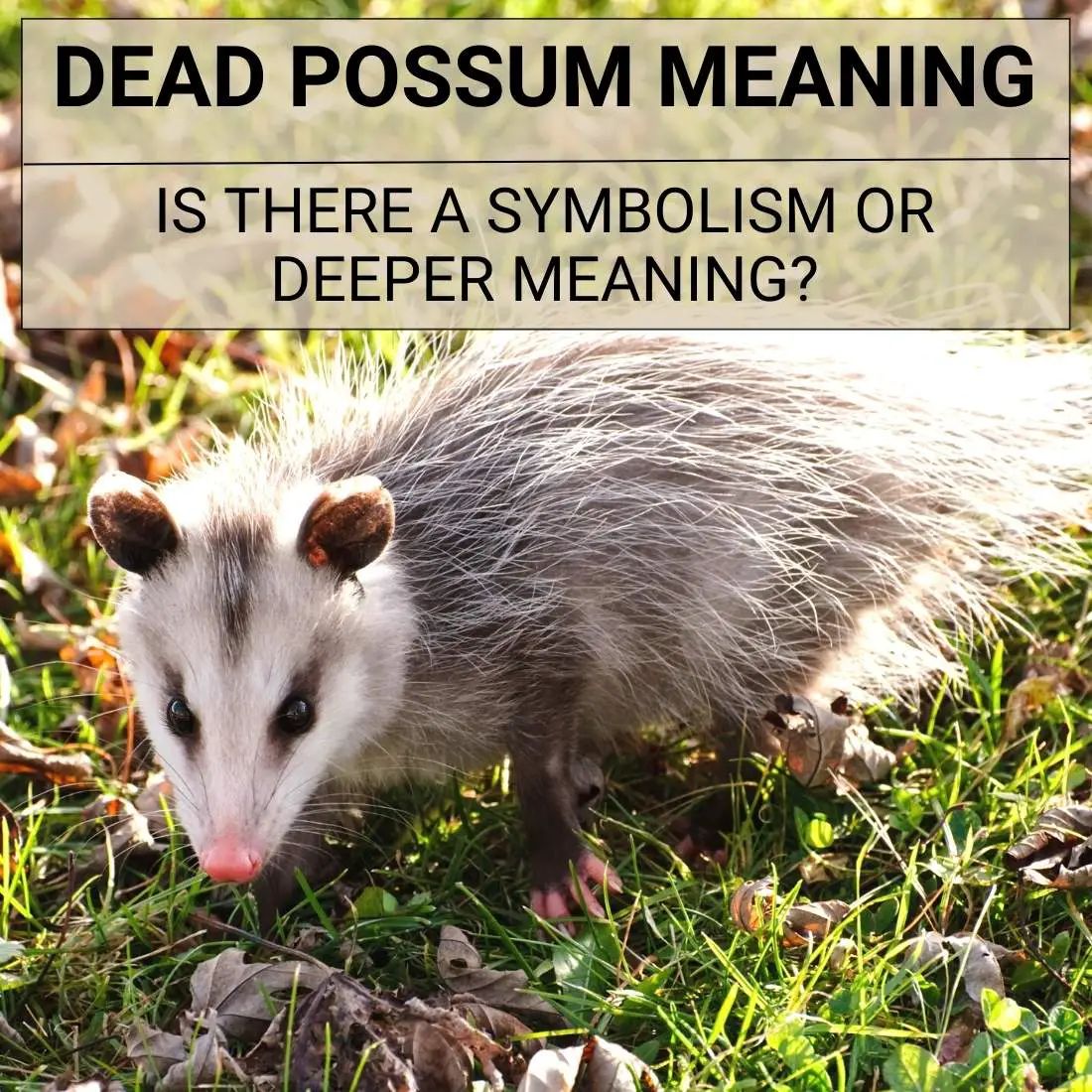 What Does It Mean To Dream Of A Dead Possum?