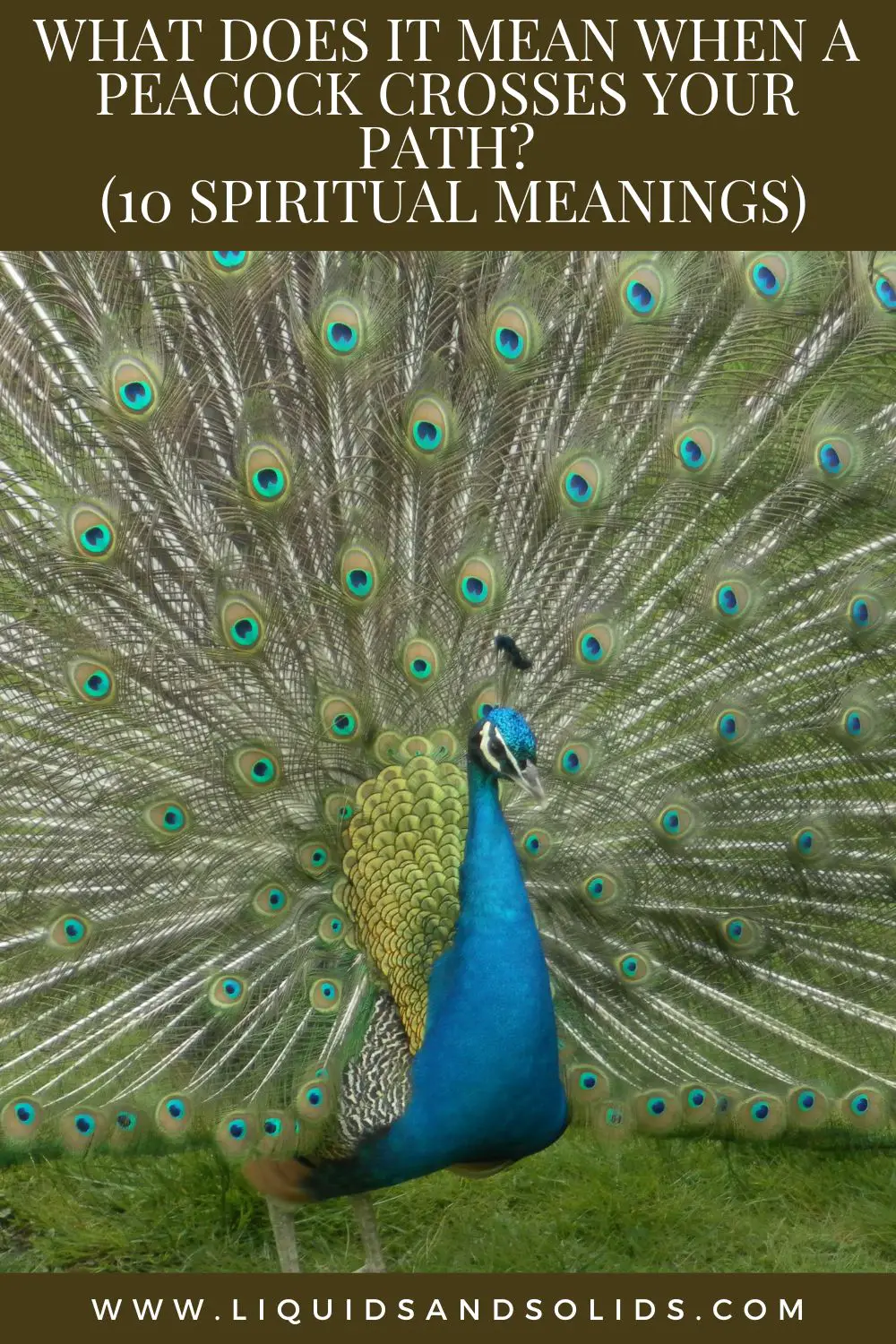 What Does It Mean To Dream Of A Peacock Displaying Its Plumes?