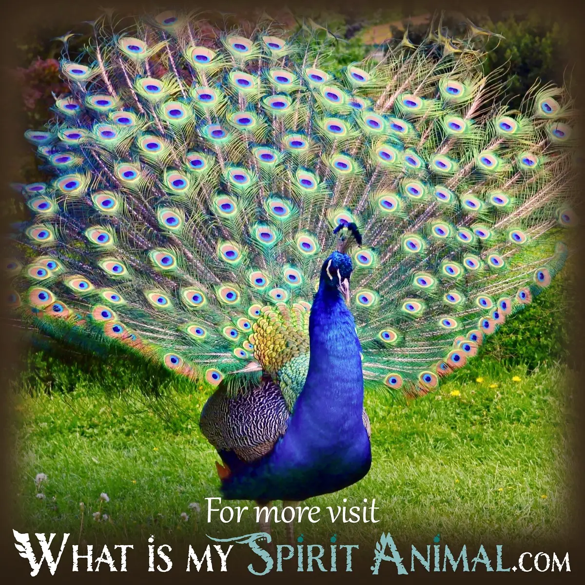 What Does It Mean To Dream Of A Peacock Eating?