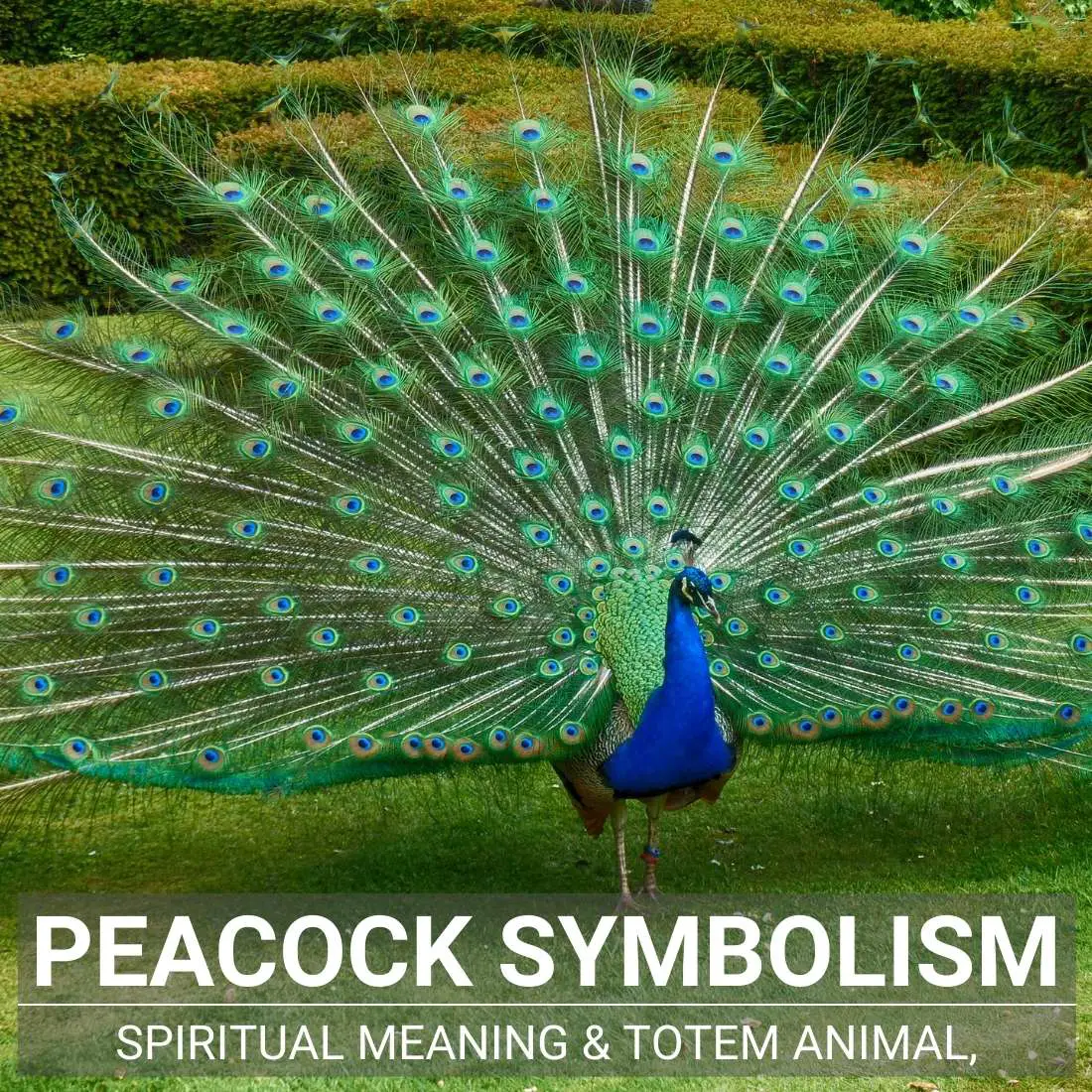 What Does It Mean To Dream Of A Peacock Singing?