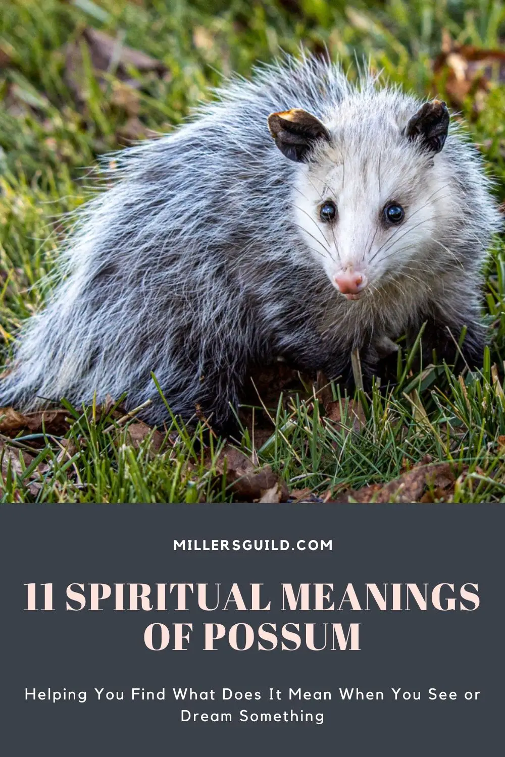 What Does It Mean To See A Possum During The Day?