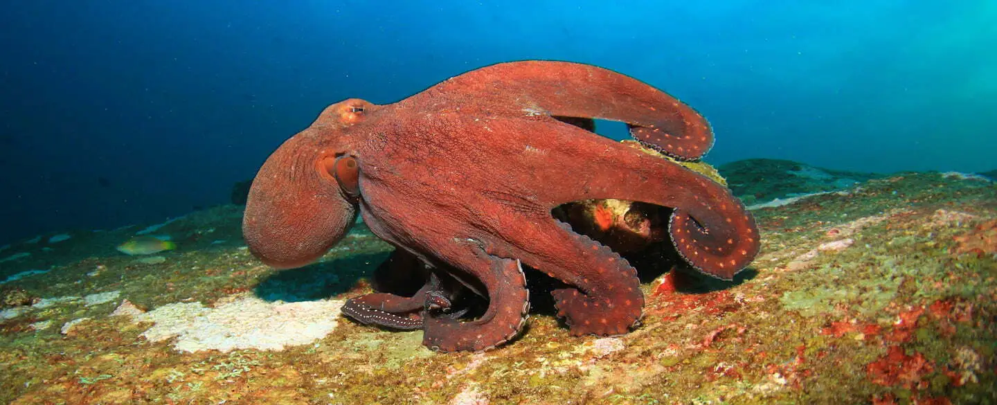 What Does The Octopus Symbolize In Dreams?