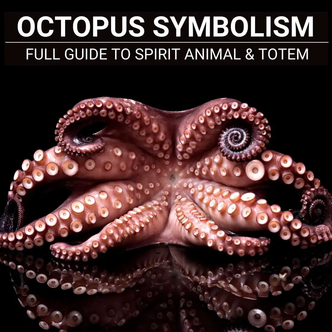 What Does The Octopus Symbolize Spiritually?