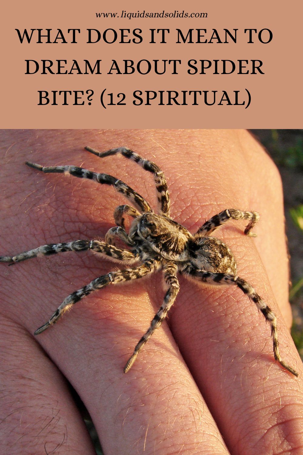 What Dreams Of Spider Bite Symbolize
