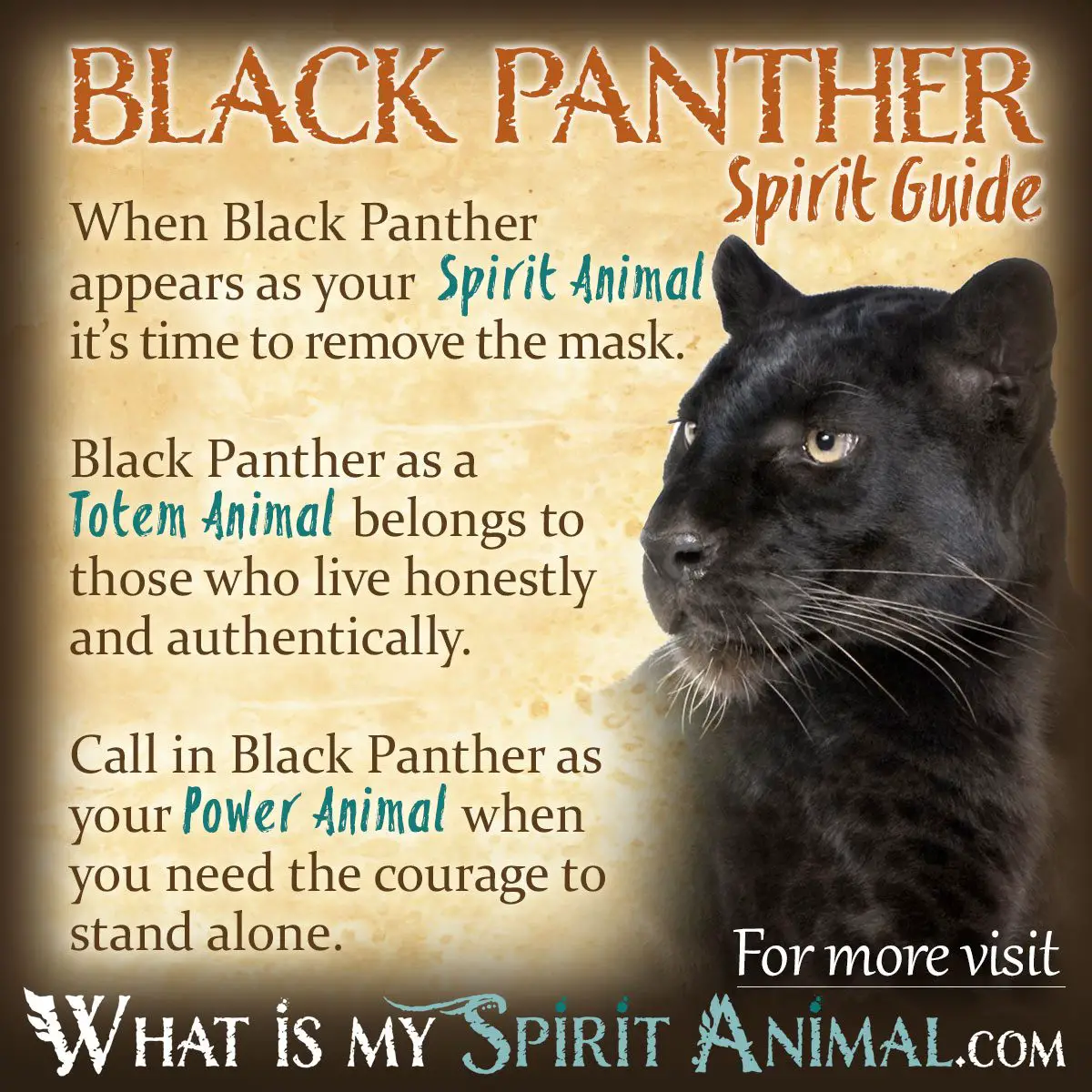 What Is A Black Panther?