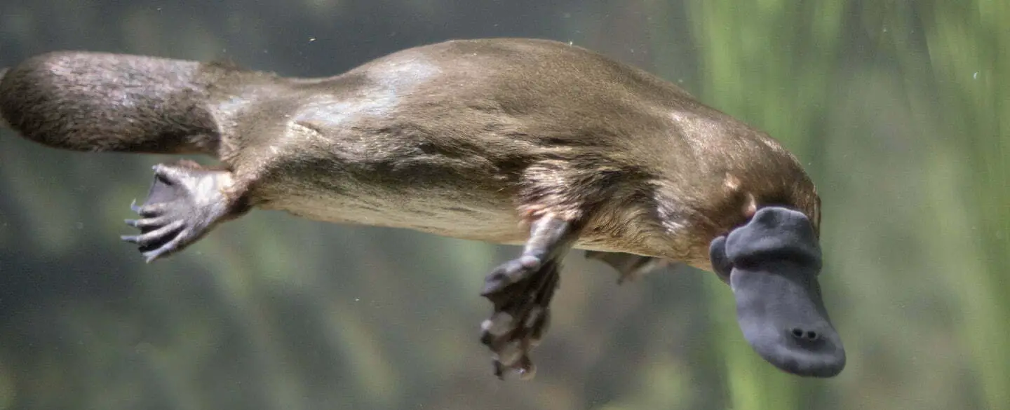 What Is A Platypus?