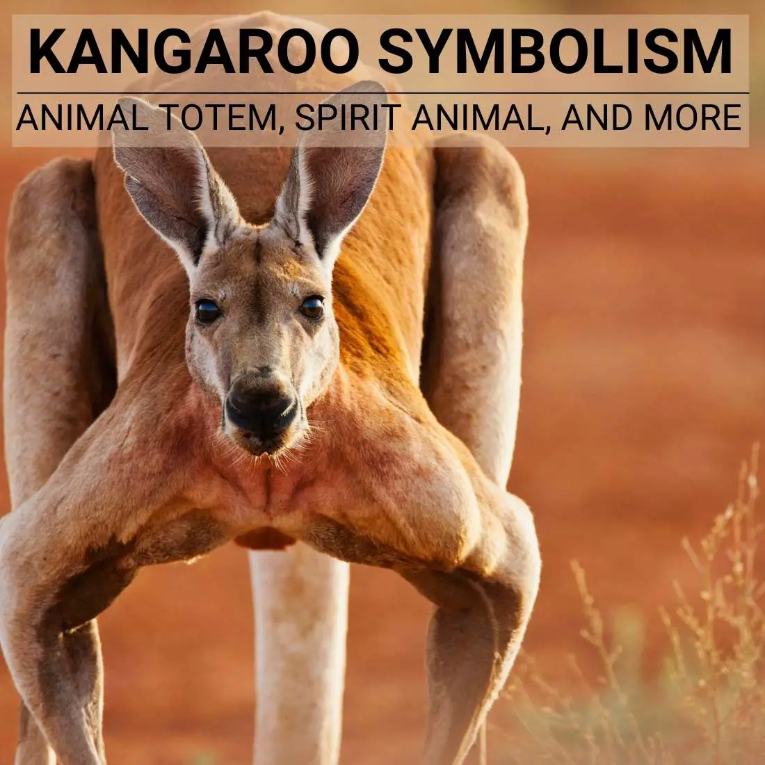 What Is The Cultural Significance Of Kangaroo Dreams?