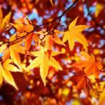 Fall Equinox 2023: Uncover the Dreams and Spiritual Meanings Behind This Special Time of Year