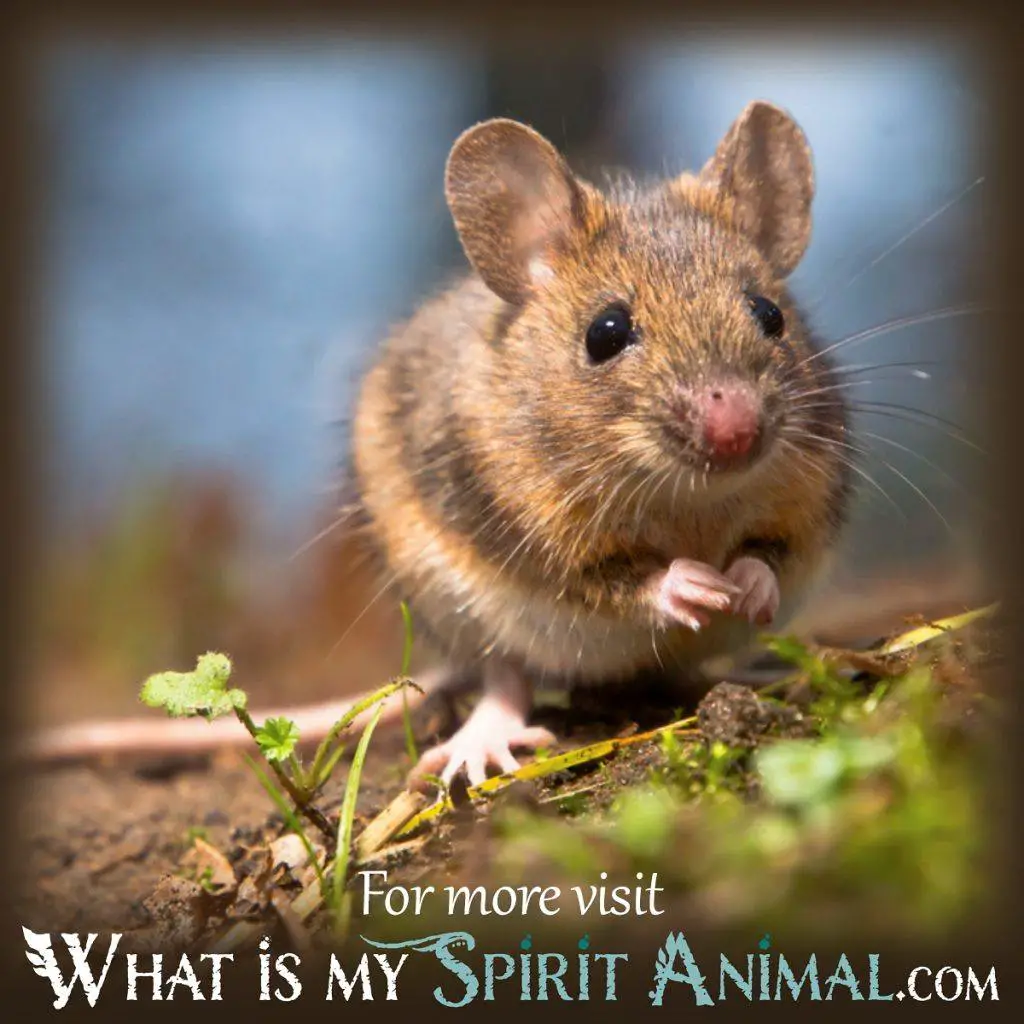 What Is The Spiritual Meaning Of A Rat In Mythology?