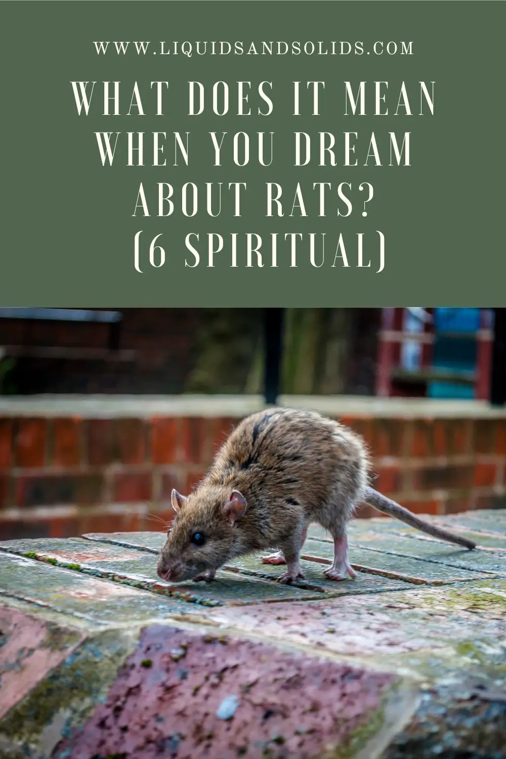 What Is The Spiritual Significance Of A Rat In A Dream?