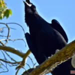 Discover the Spiritual Meaning of Hearing a Crow Cawing in Your Dreams