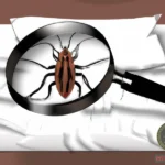 What Does It Mean When You Dream of Bed Bugs? Uncovering the Spiritual and Dreams Meaning Behind It.