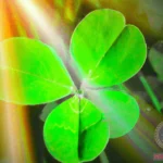 Discover the Spiritual and Dream Meaning of the Four Leaf Clover