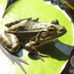 Discover the Spiritual Meaning of Frogs in Dreams and How to Interpret Them