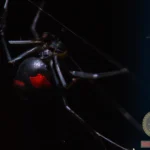 Discover the Spiritual Meaning of Seeing a Black Widow Spider in Dreams