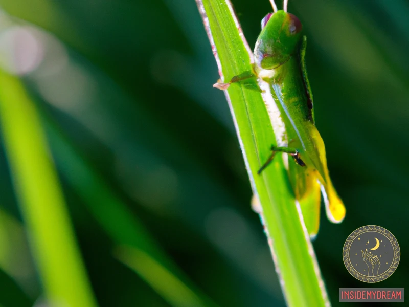 What Does A Grasshopper Symbolize?
